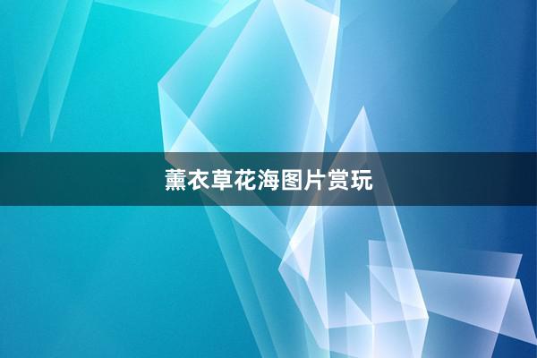 薰衣草花海图片赏玩